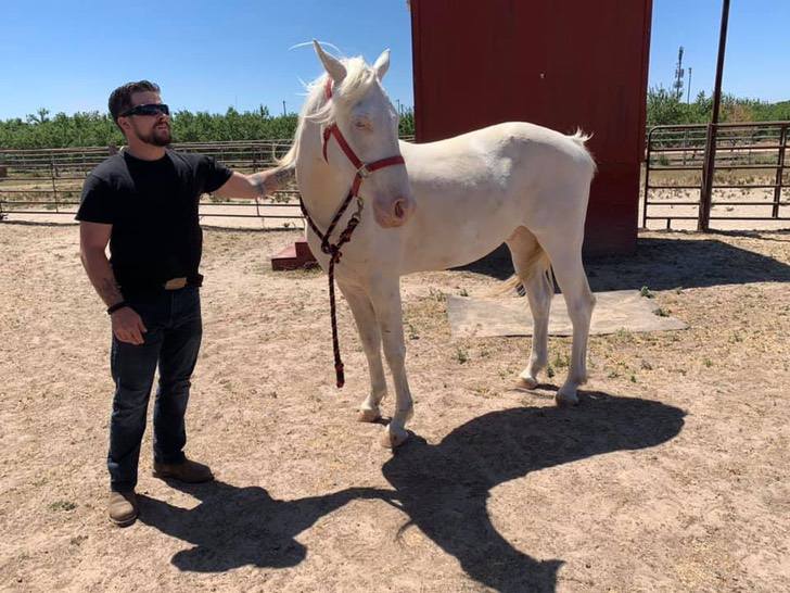 Horse getting back to normal parameters of weight