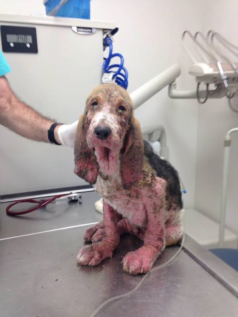 Rescued dog found in poor health conditions 