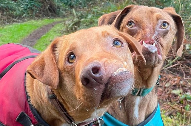 Dogs stay always together after finding out about their face problems.