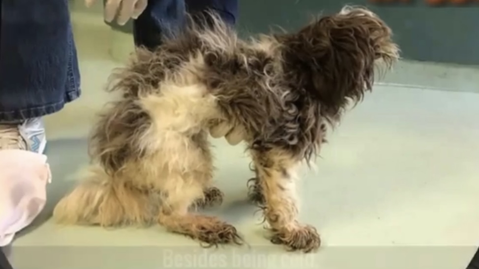 Little dog can’t stand on her feet because of starvation.