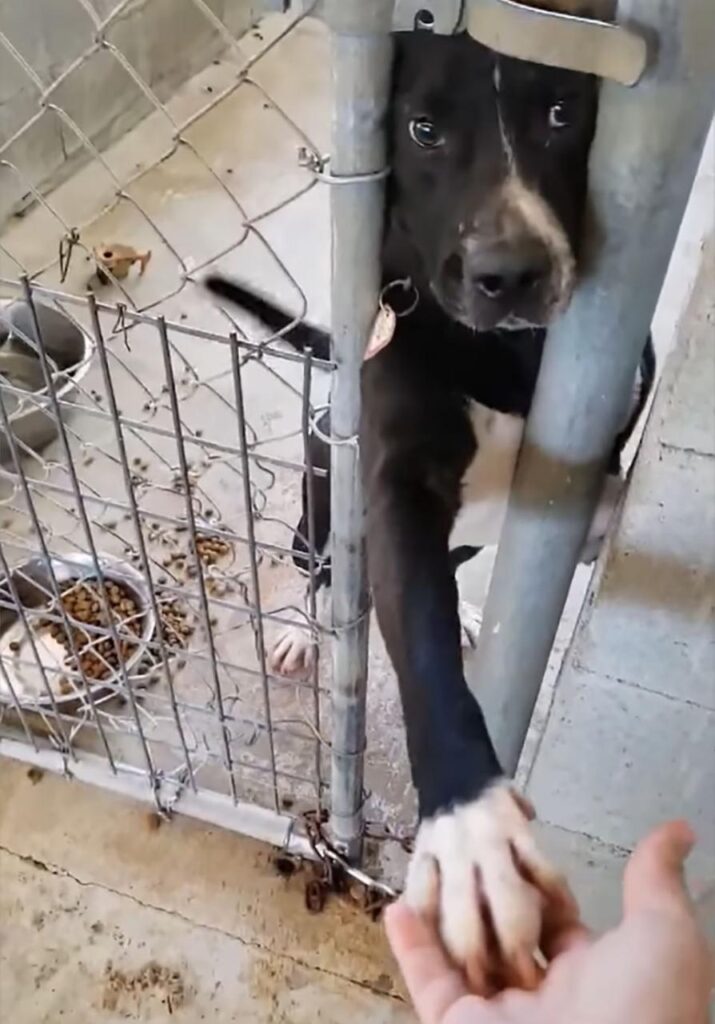 Abandoned dog wants to be rescued after being alone in dust.