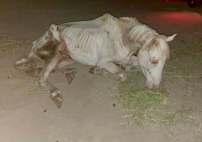 Abused horse left in the middle of nowhere