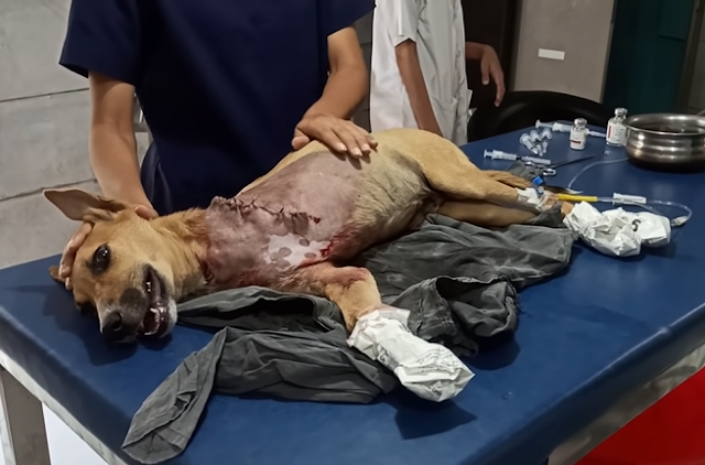 Dog who has hinished his surgery and been saved from the risk of life.