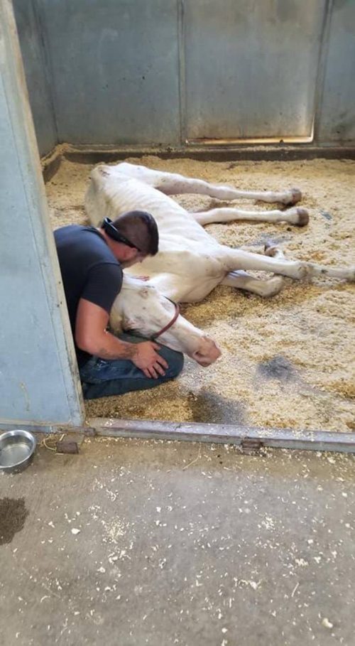 Rescued horse after having no food and water for a long time