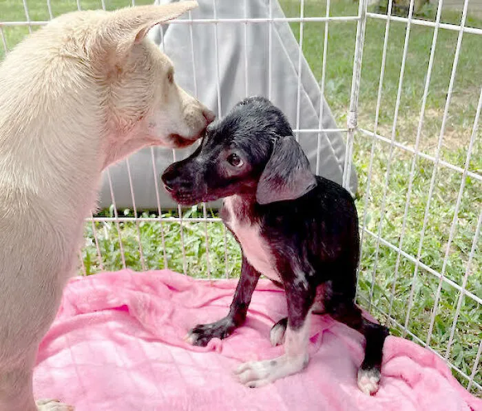 She is now happy and started to join other dog friends .