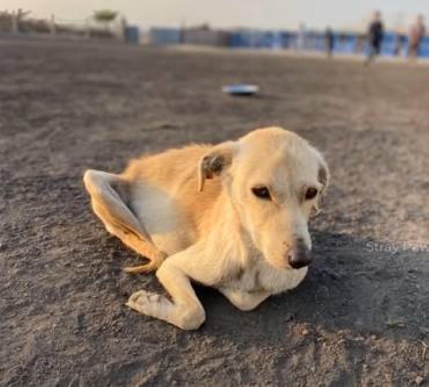 Dog after being medically treated 