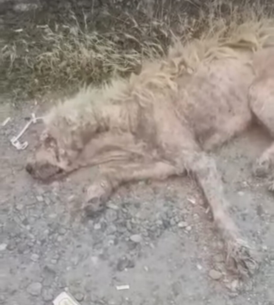 This poor stray dog’s last moments of his life’s 