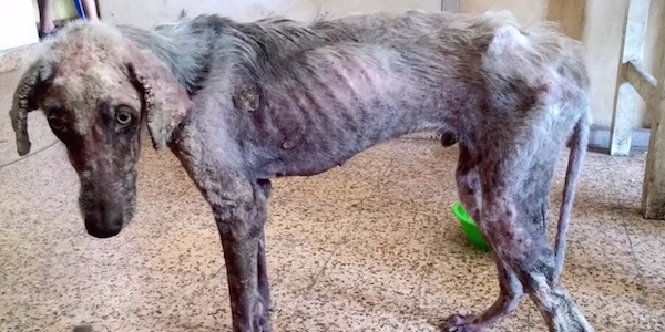 Starving dog finally being rescued