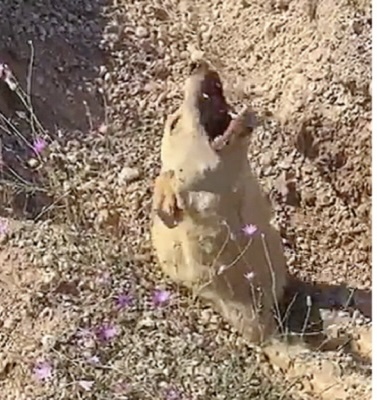 Dog has her neck burned and still trying to get help for her puppies.