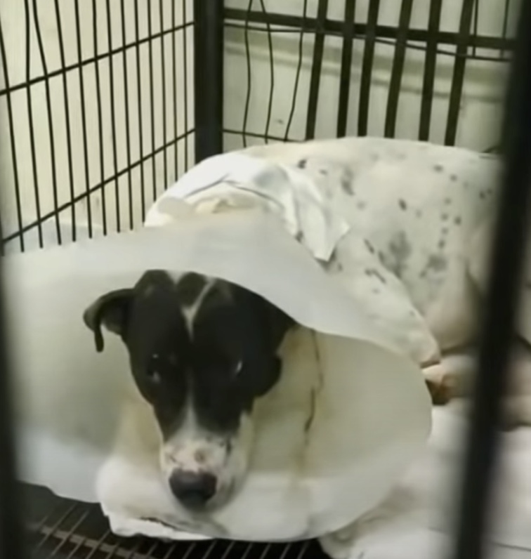 Stray dog in better health conditions after being rescued