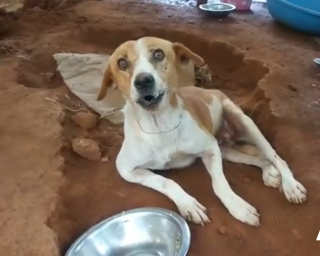 Stray dog rescue for a bad situation 