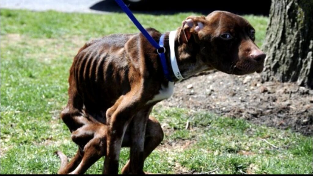 Dog now can walk by his own paws after some months.