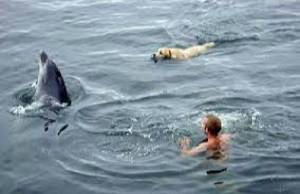 Terrified dog in the middle of the sea 