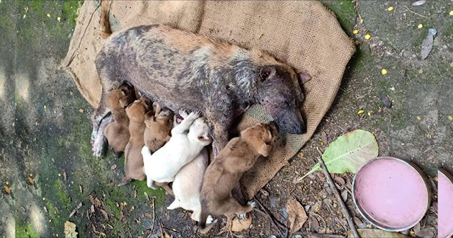 Seriously sick mother dog feeding her babies