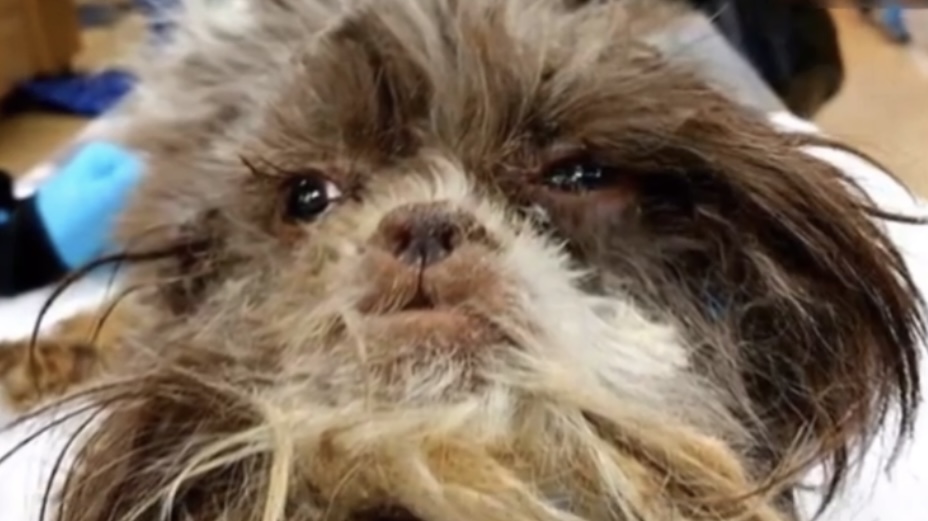 Dog found without food,weighs four pounds and with sticky fur.