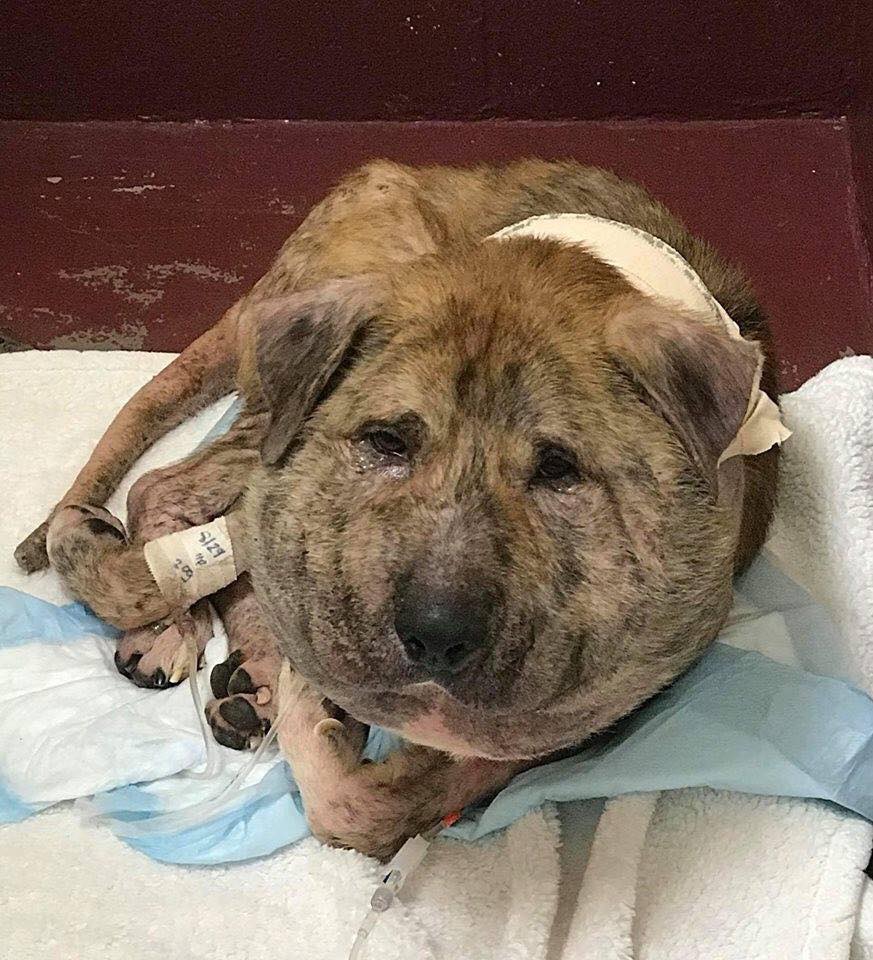 Seriously harmed dog waiting to be seen and helped