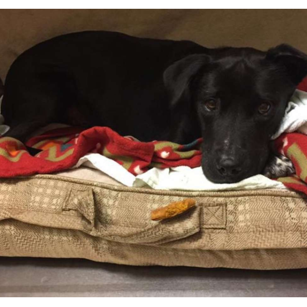 The abandoned dog had none to take care of,except the vet hospital .