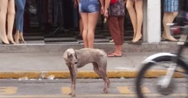 Suffering dog wanting to take his own life standing in the middle of the road