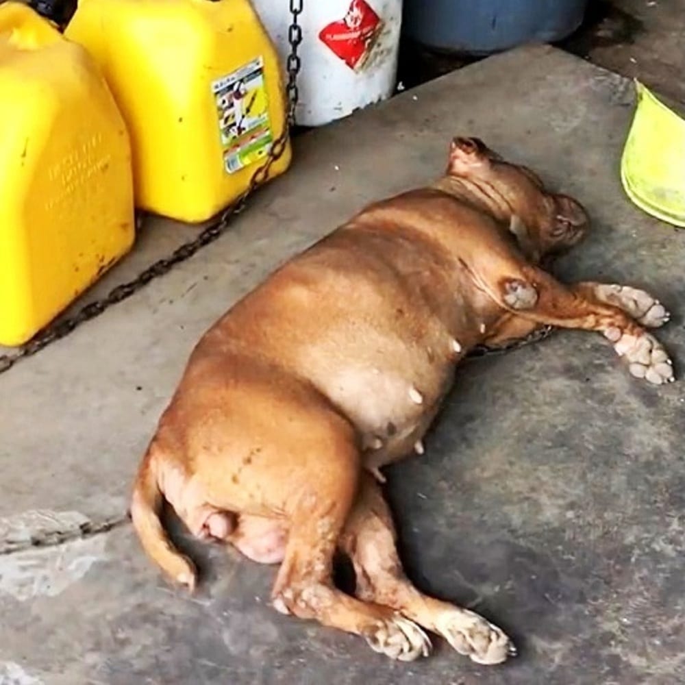 a sleeping pit bull