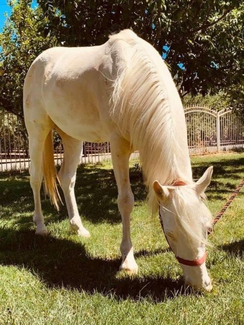 Healthy horse after having a step by step treatment