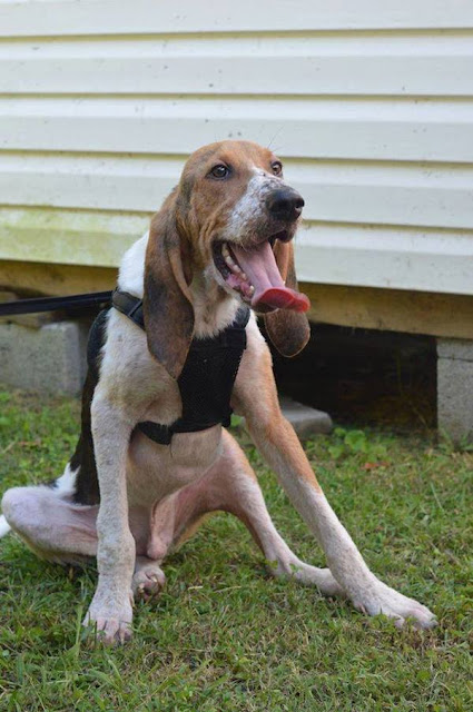 Happy dog after being rescued and looked after