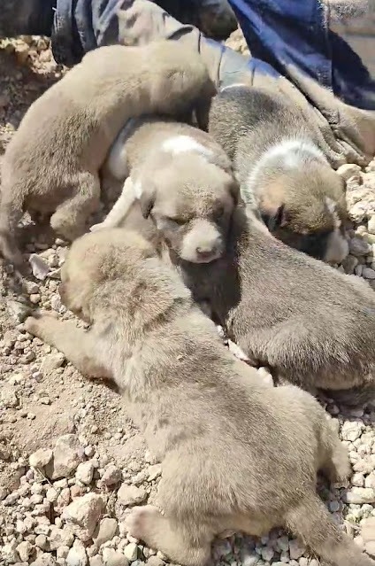 Poor little puppies asking for help in the middle of nowhere.