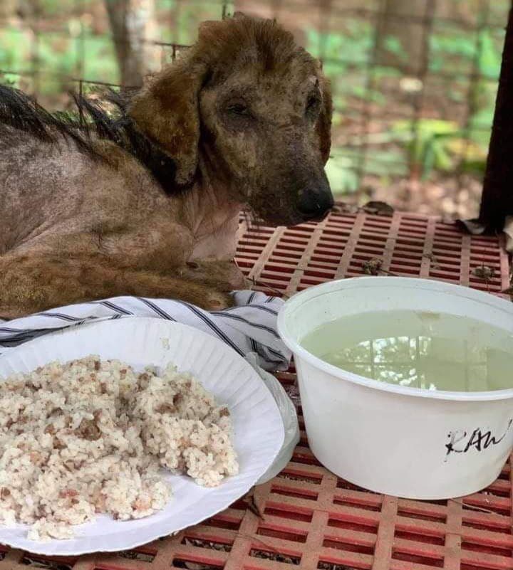 Someone found and started to take care of the abandoned dog.