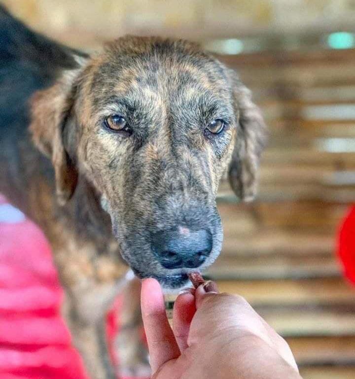 Is was a miracle that temhe dog was saved because he couldn’t resist anymore.