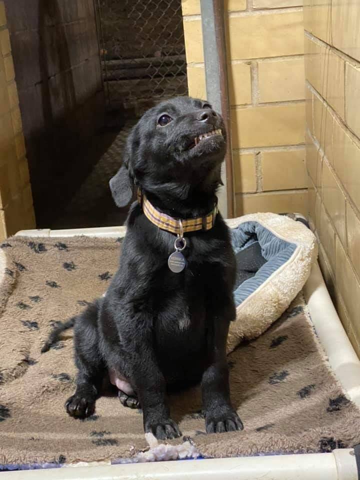 Poor dog wants to be adopted and smiles at everyone that passes by.