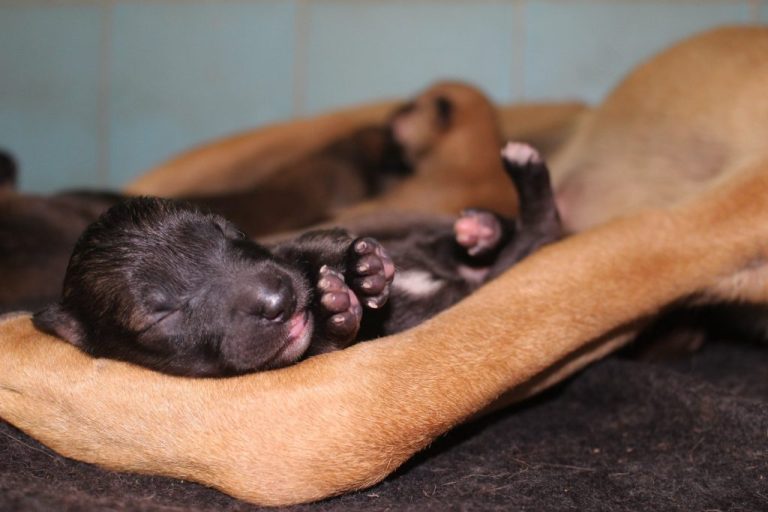 Rescued puppies getting medical treatment