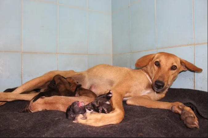 Rescued dog family in the right moment 