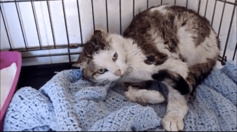 Injured cat is better now after being rescued by some girls and his waiting to be adopted.