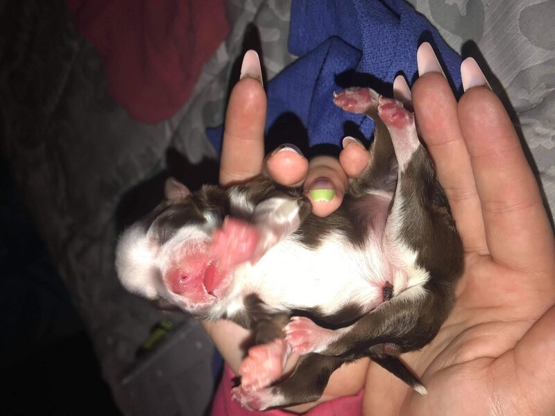 Puppy being born with congenital defects gets rescued after previously was abandoned 