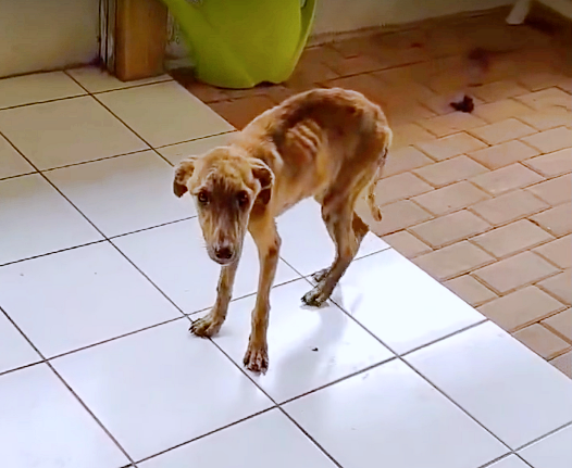 Dog that appears only skin and bones, finally finds the strength to stand by himself