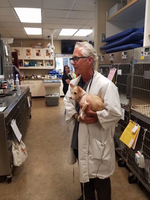 Dog with the vet who follows step by step her recovery 