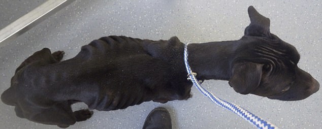 Starved malnourished dog