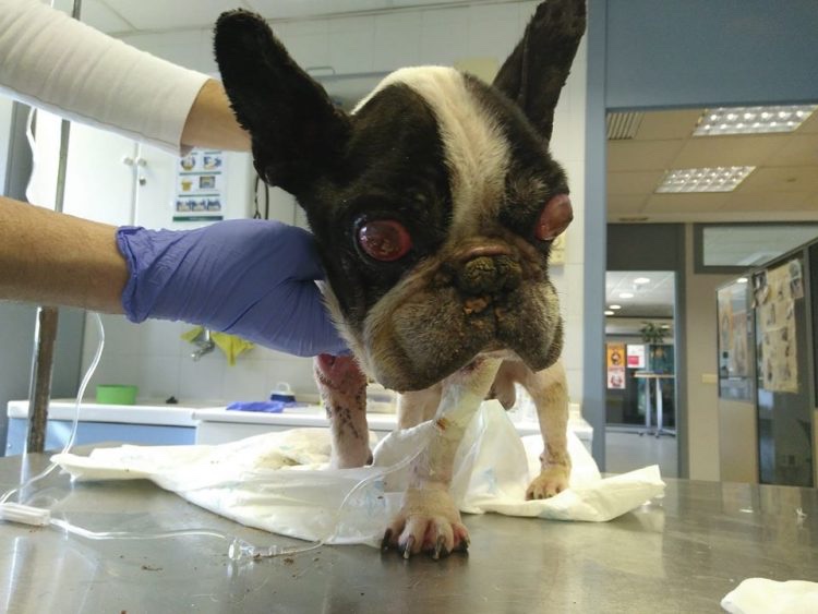 Blind and malnourished dog is totally distressed from the life he has experienced 