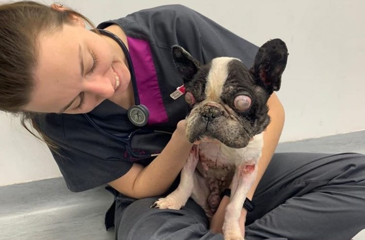 Rescued dog gets love and care from the vet staff