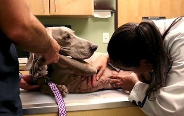 Dog being medically treated