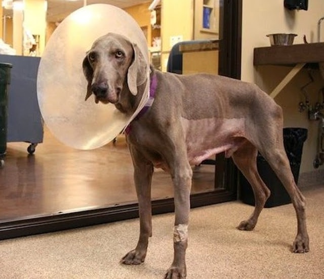 Dog during recovery 