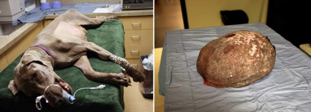 Dog has surgery to get rid of tumor