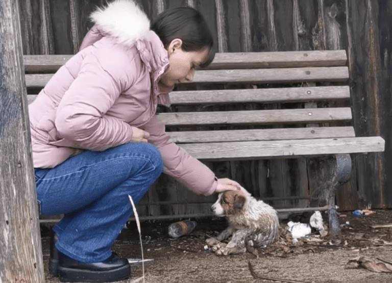 Abandoned dog finally gets rescued