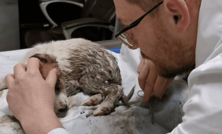 Rescued dog being medically treated