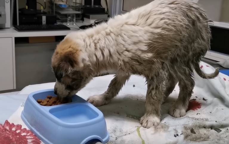 Dog eats a proper meal since forever