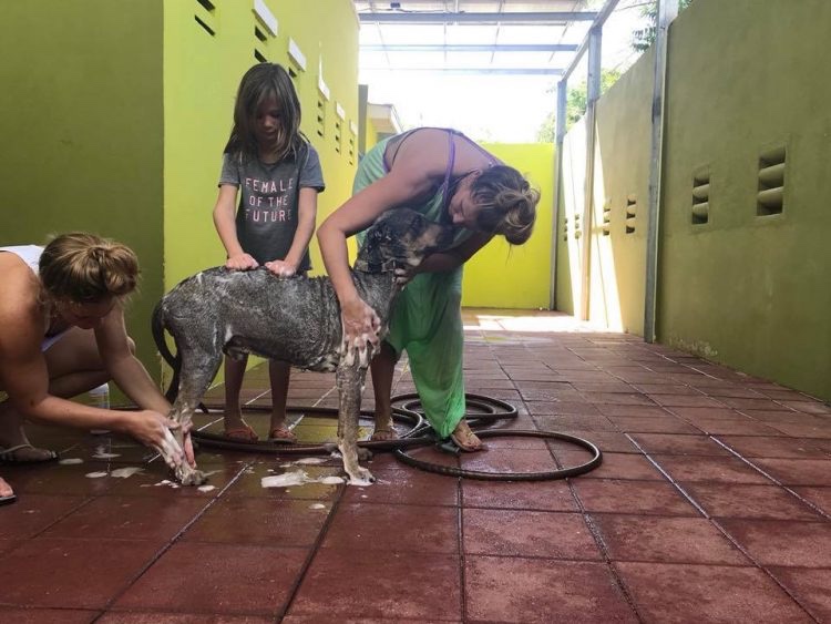Dog has a bath in a while