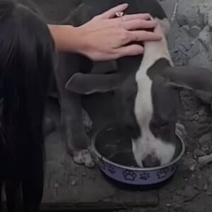 Rescued dog eating greater meals day by day