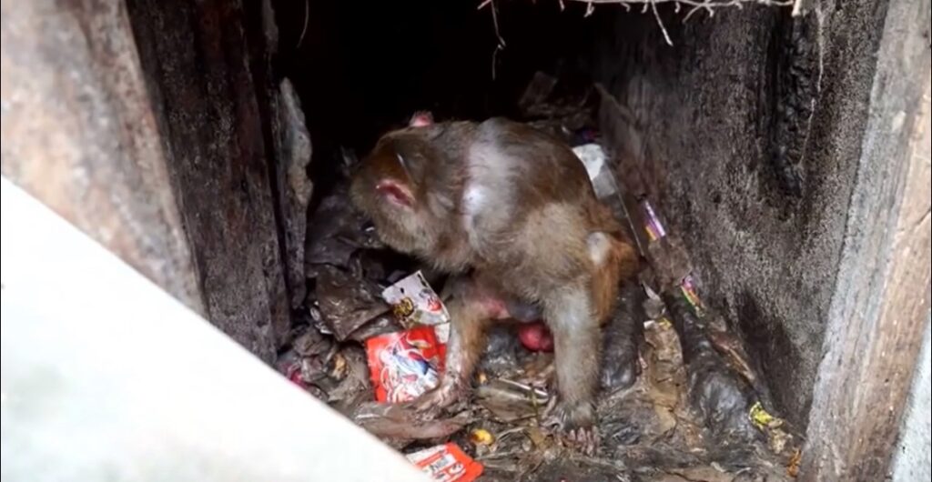 Monkey was held miserably in a tiny trashy cage and now has lost his physical abilities