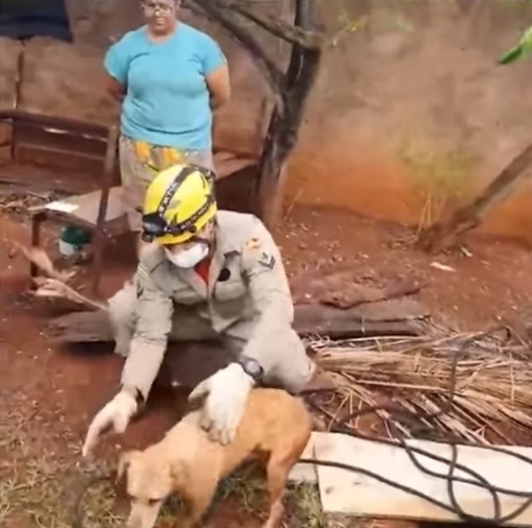 Rescued dog being safe and sound