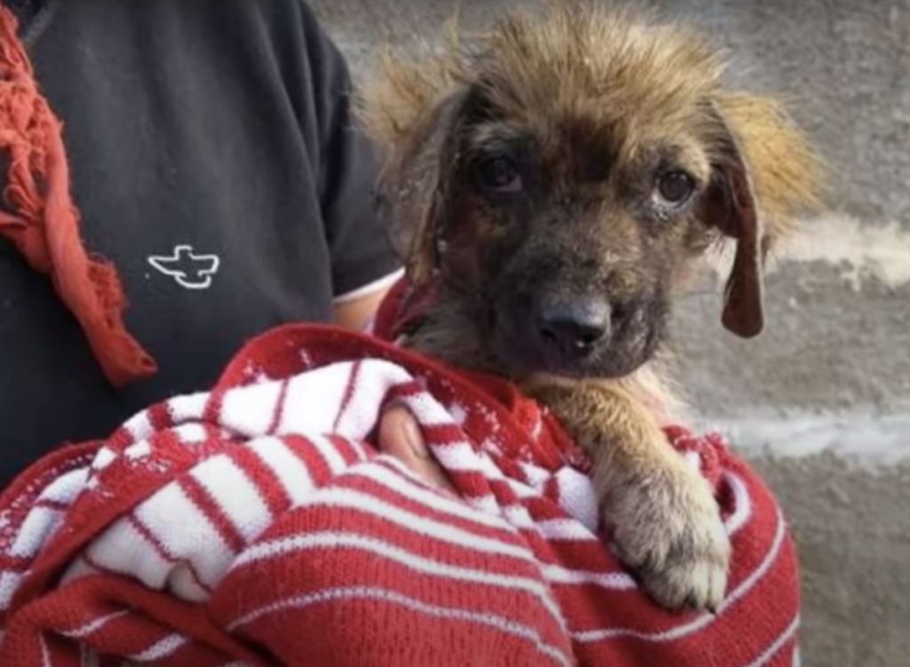 Poor dog had a long time alone after some rescuers came and found him