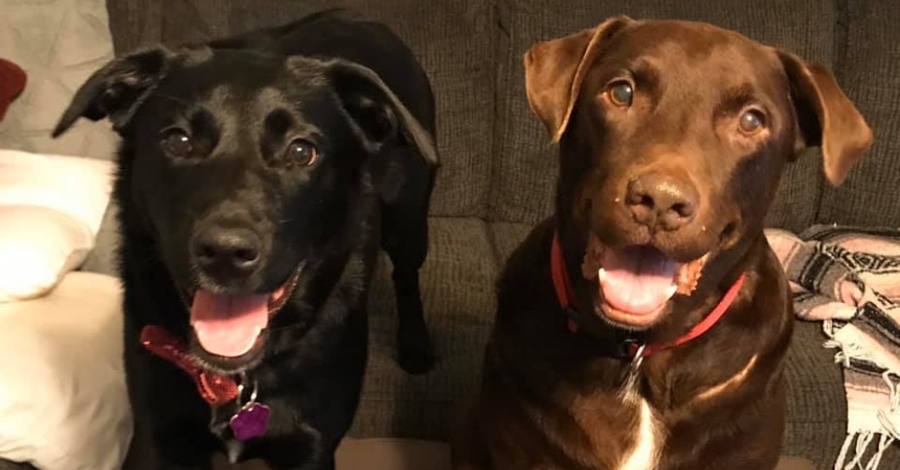 Dog waiting to be adopted in the shelter and fortunately someone looked at them.